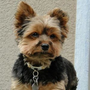 Meet your Posher, Beatrice